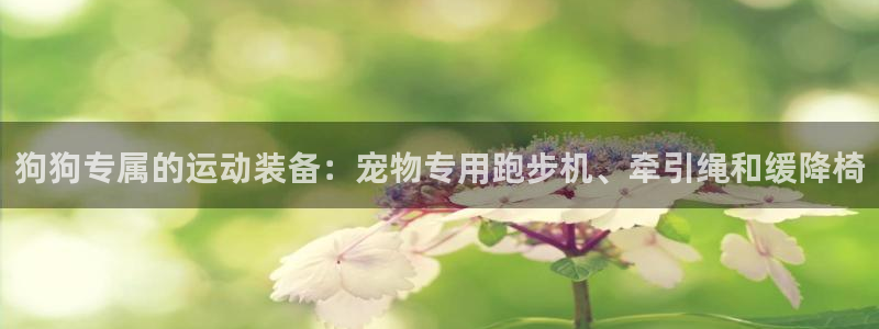 意昂体育4平台假的吗是真的吗吗：狗狗专属的运动装备：
