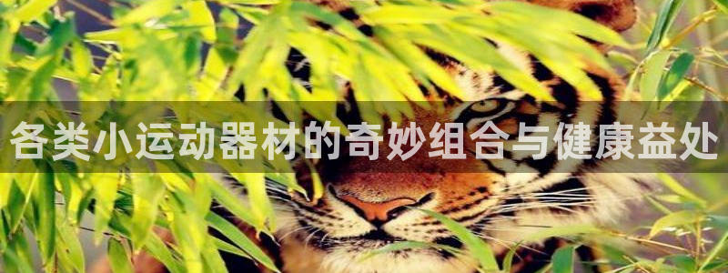 意昂4开户：各类小运动器材的奇妙组合与健康益处